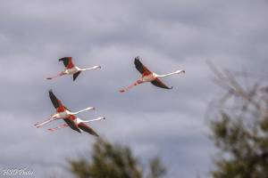Hervé DIOLOGENT - HSD PHOTO